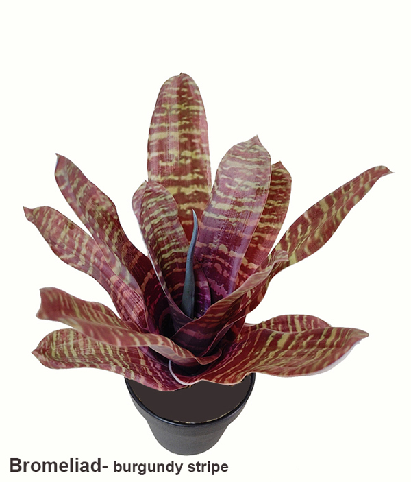 Articial Plants - Bromeliad- burgundy stripe in plastic pot